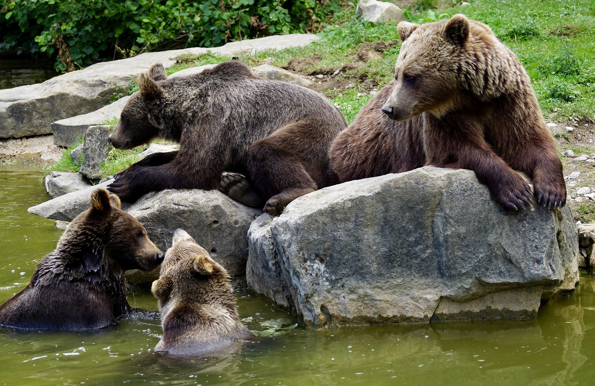 Vier Bären am Wasser